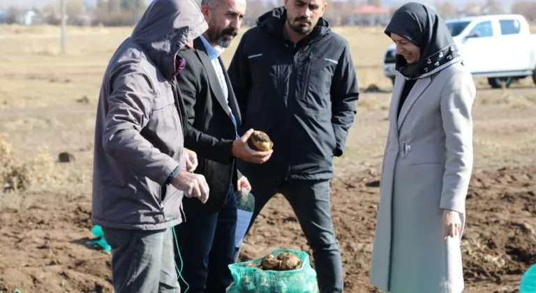 Saray Belediyesinin patates ekimi sonuç verdi, şimdi hasat zamanı